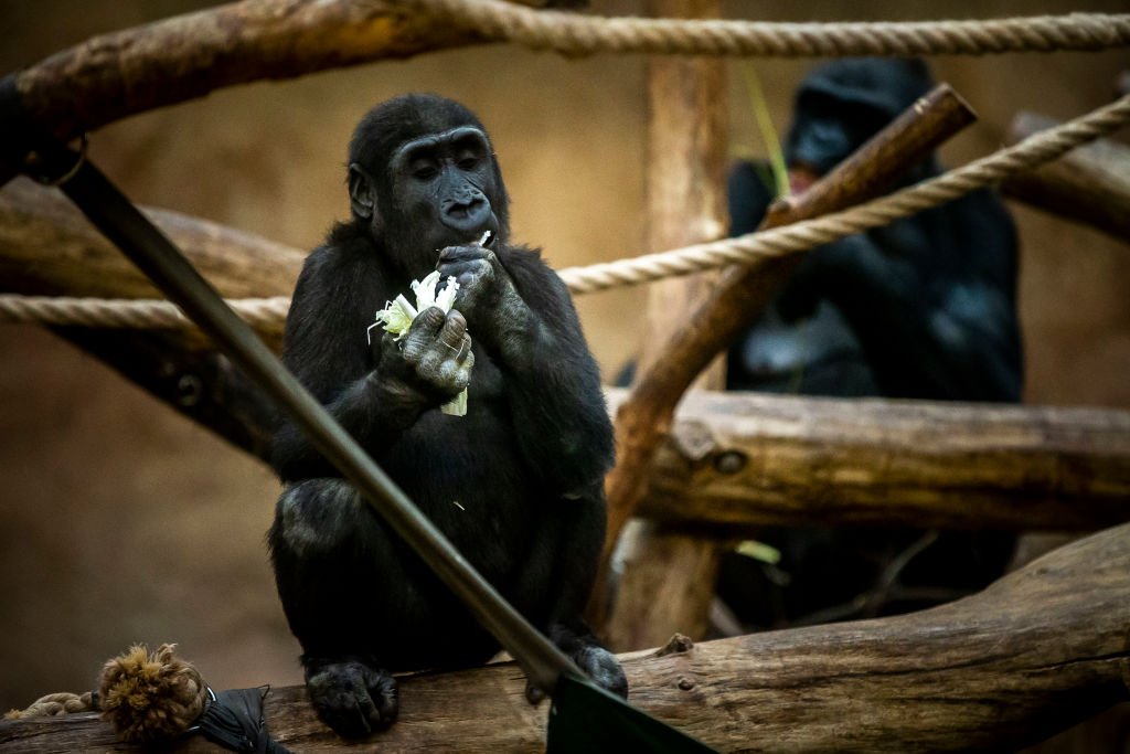 A gorilla feeds on vegetables at Prague Zoo on November 10, 2020 | Photo: Getty Images