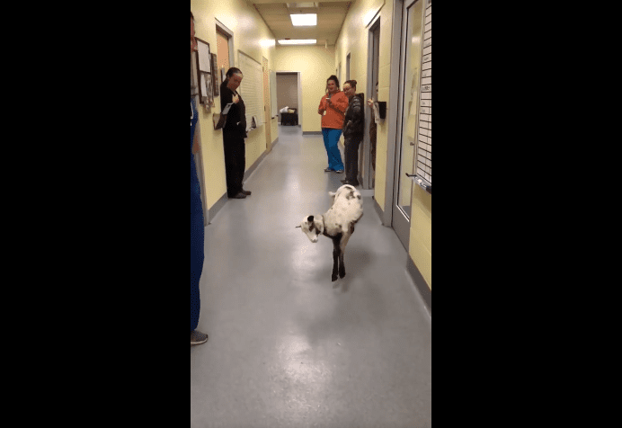 Je veux danser avec quelqu'un, un corps de baa baa baa baa baa qui m'aime. | Photo : Facebook/Longview Animal Care and Adoption Center Je veux danser avec quelqu'un, un corps de baa baa baa baa baa qui m'aime. | Photo : Facebook/Longview Animal Care and Adoption Center