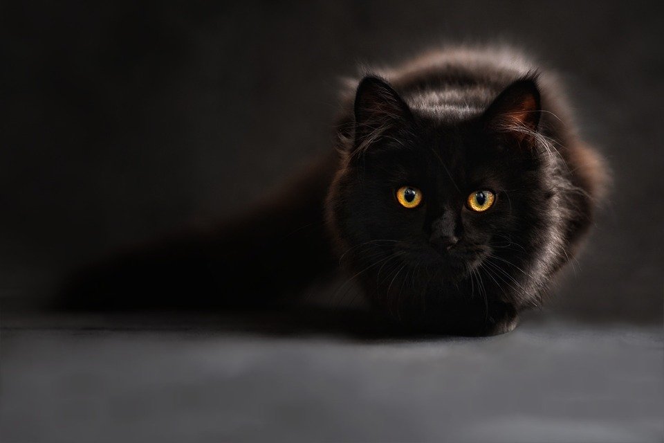 Retrato de un gato.  | Foto: Pixabay