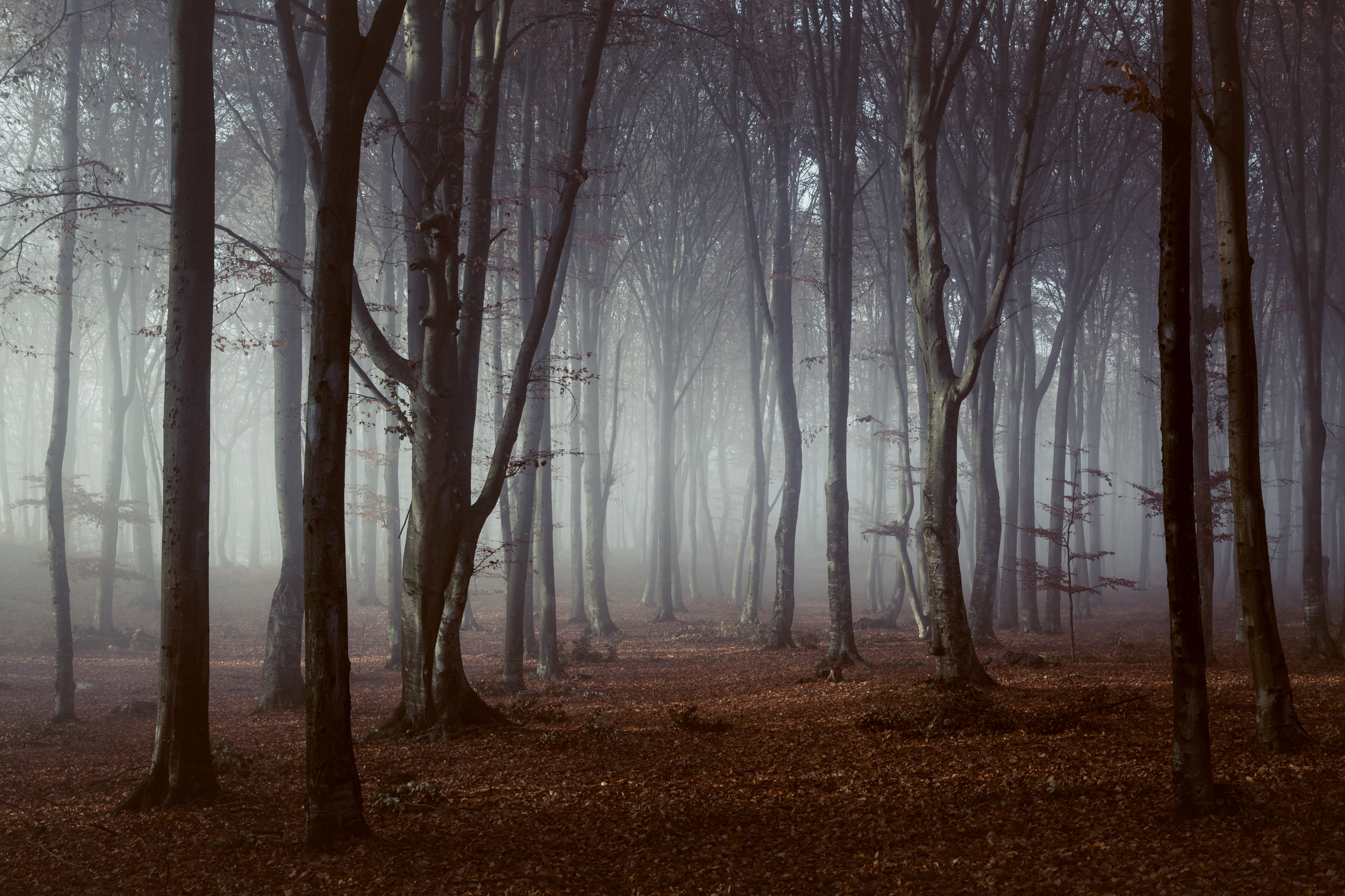 Woods | Source: Shutterstock