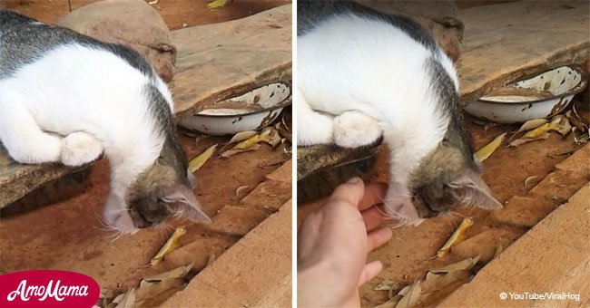 Cat looks completely dead but gives unexpected response when owner calls him