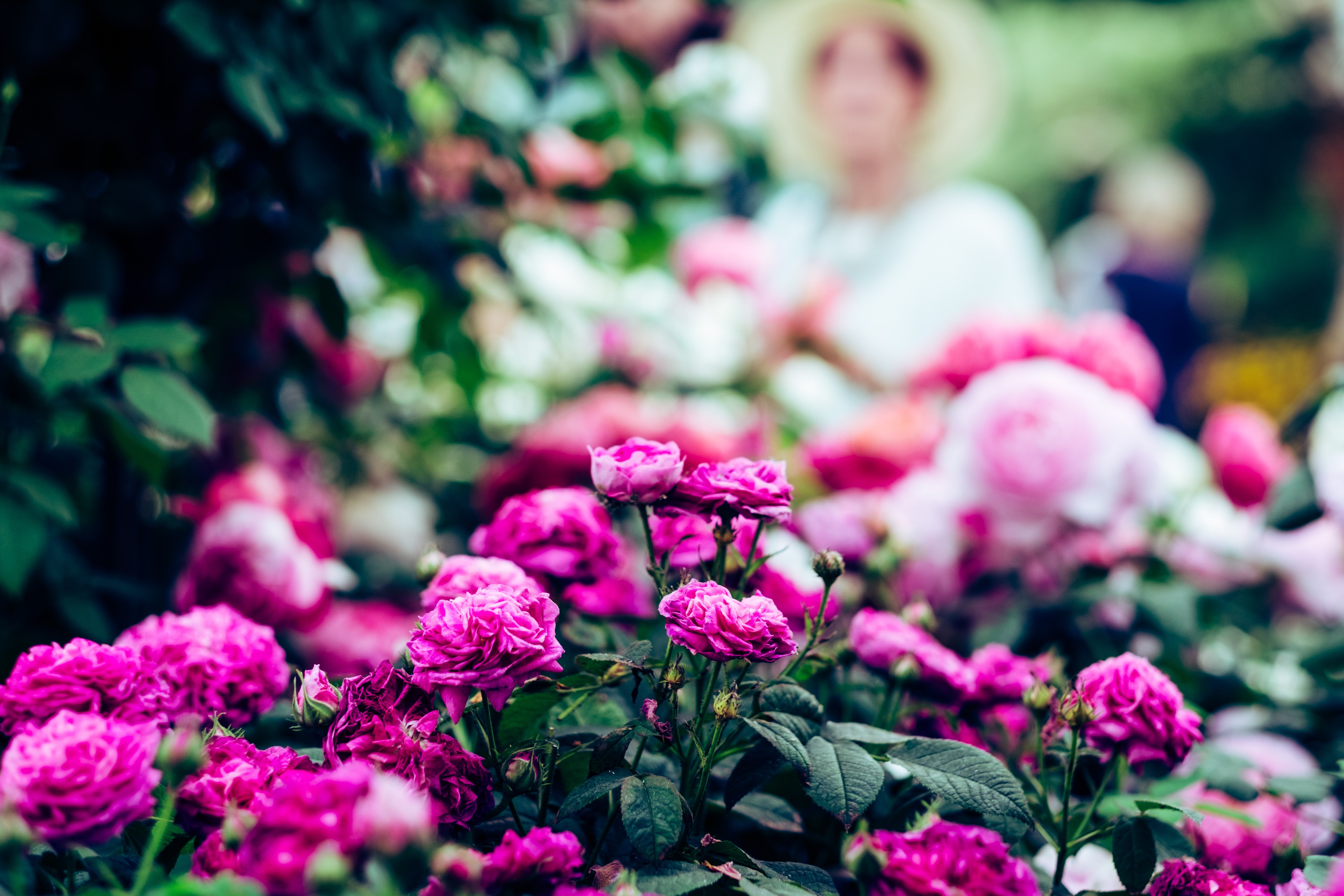 Rosales llenos de flores. | Foto: Unsplash