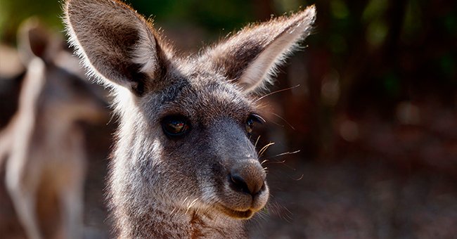 Primer plano del rostro de un canguro. | Foto: Shutterstock