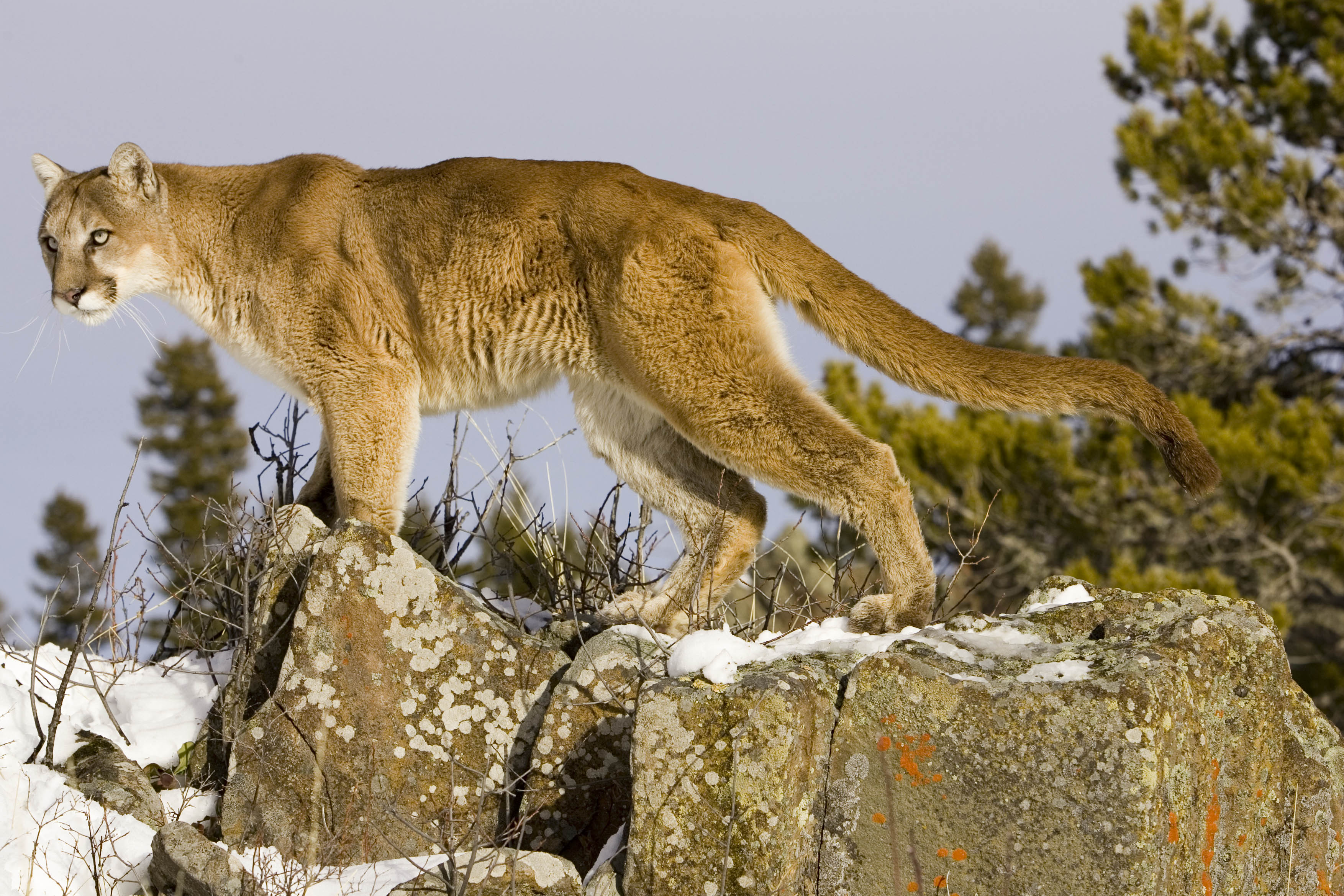 A mountain lion was captured standing on rocky perch in North America. | Source: Getty Images