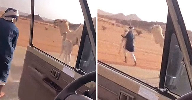 A man getting out of a car and picking up a baby camel as its mother looks on. │Source: reddit.com/r/HumansBeingBros 