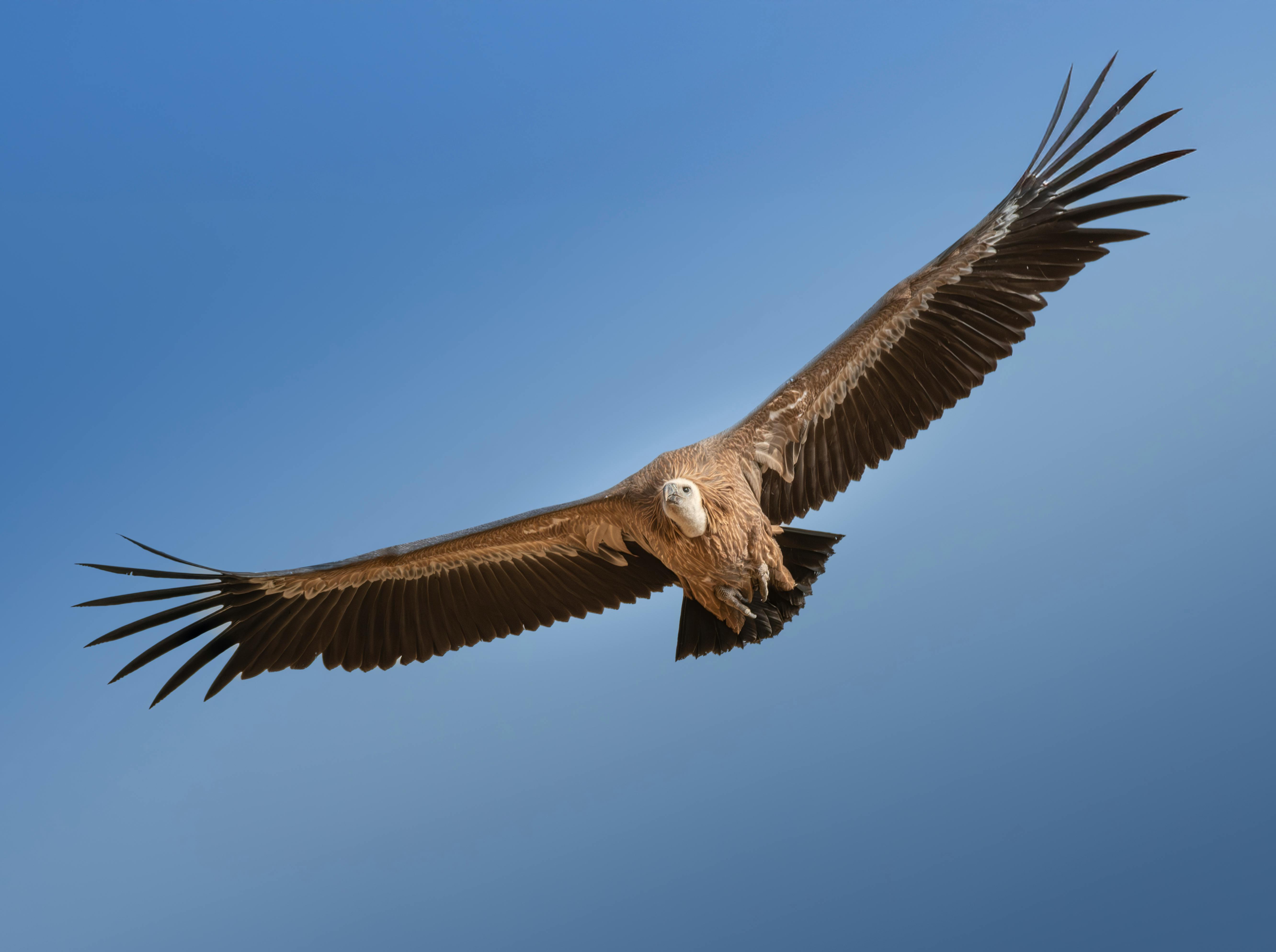 A vulture hovering | Source: Pexels