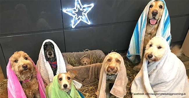 Dog groomers go viral after creating a canine nativity scene 