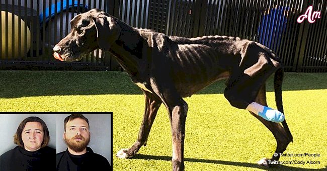 Owners charged after their starving dog that got stuck in a cable chewed his leg off 