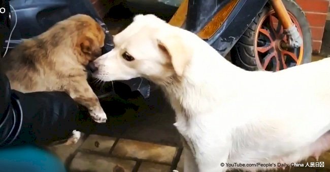 Grieving mother dog forced to leave her puppy after it was adopted (video)