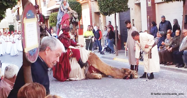 Un camello exhausto se desmaya durante un desfile y causa indignación