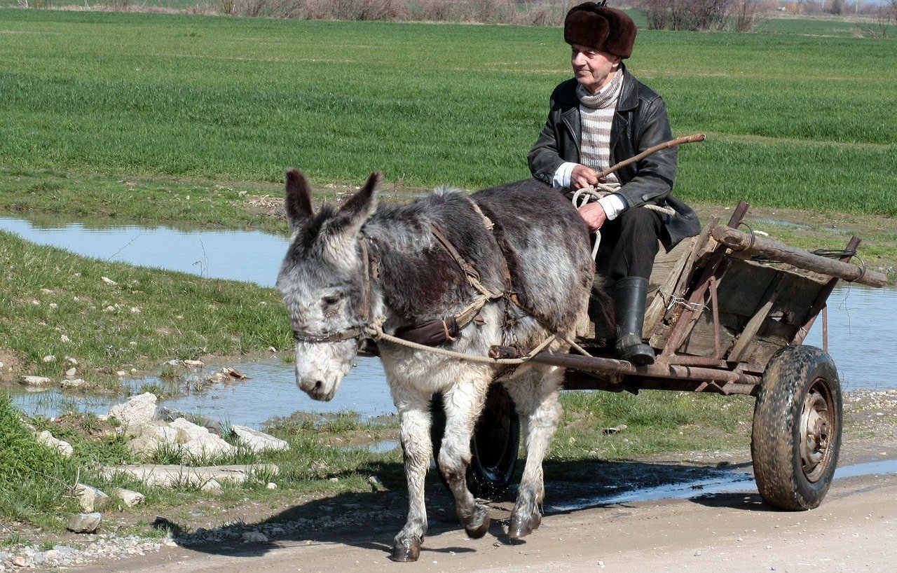 A mule pulling a cart. Image credit: Pixabay