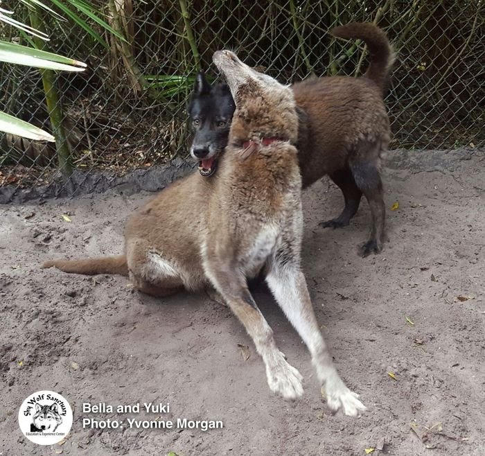 Deux chiens-loups / Source : Yvonne Morgan
