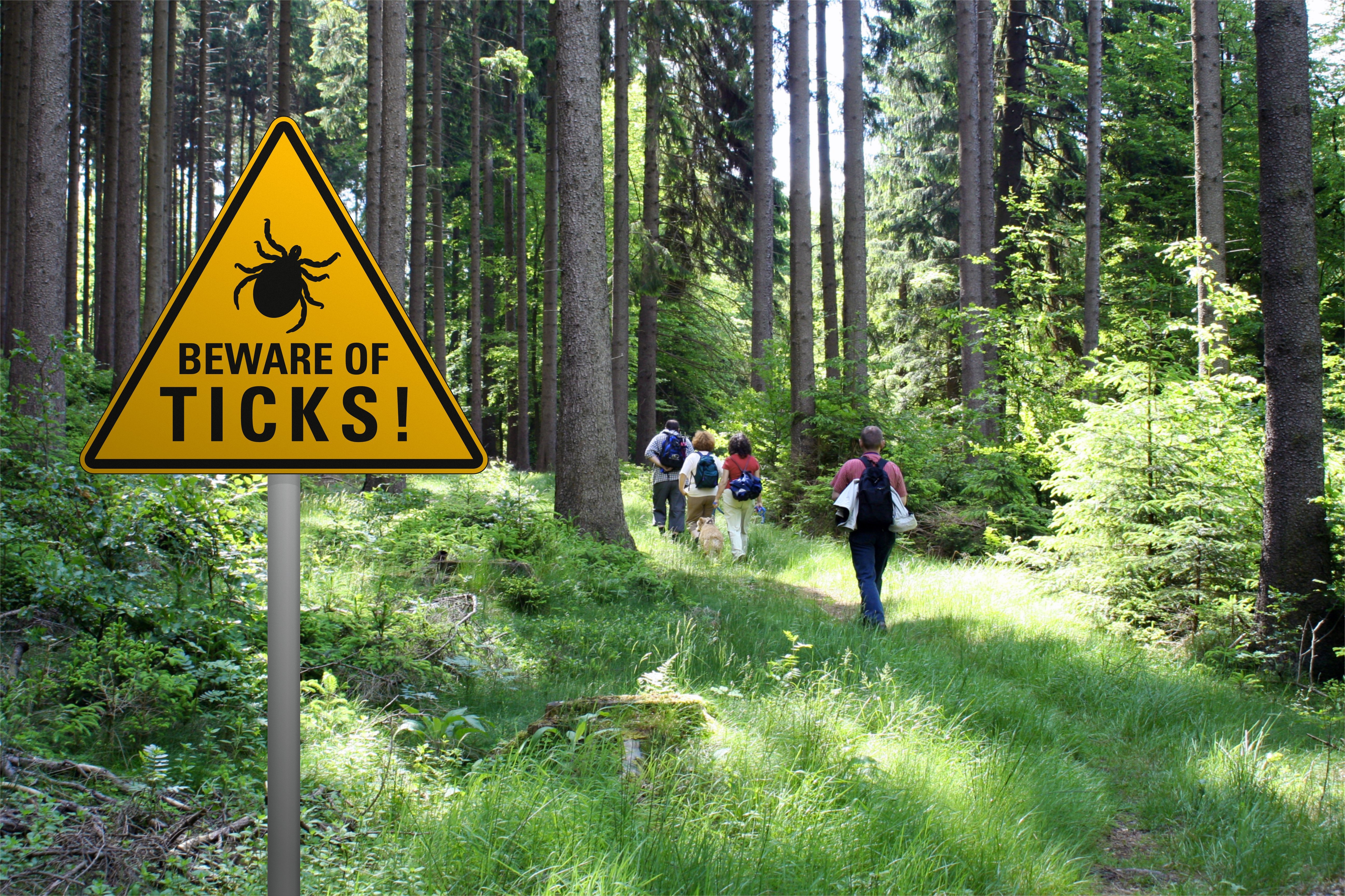 Warning sign "beware of ticks" in infested area in the green forest | Photo: Shutterstock