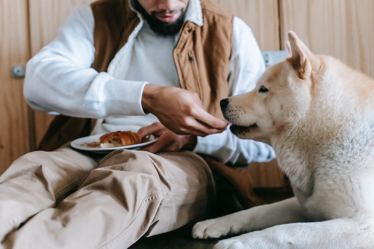 Man feeding pet dog | Source: Pexels