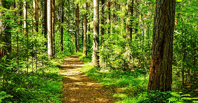 A picture of a forest.  | Photo: Shutterstock