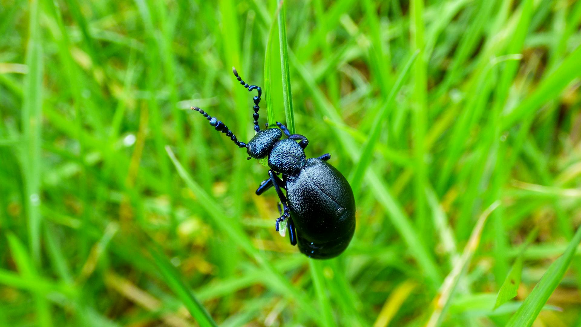 Close-up shot of a black beetle | Source: Pexels