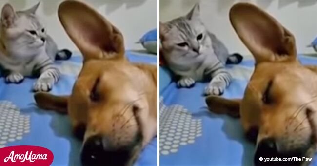 Perro dormido se echa una flatulencia y enojado gato muestra su descontento en hilarante video