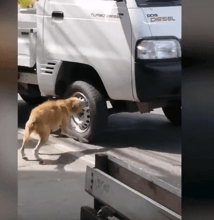 A street dog of a town in the Philippines trying to get a vehicle to stop in the hopes of getting help for her dead puppy, lying at the side of the road. | Source: YouTube/Viral Press
