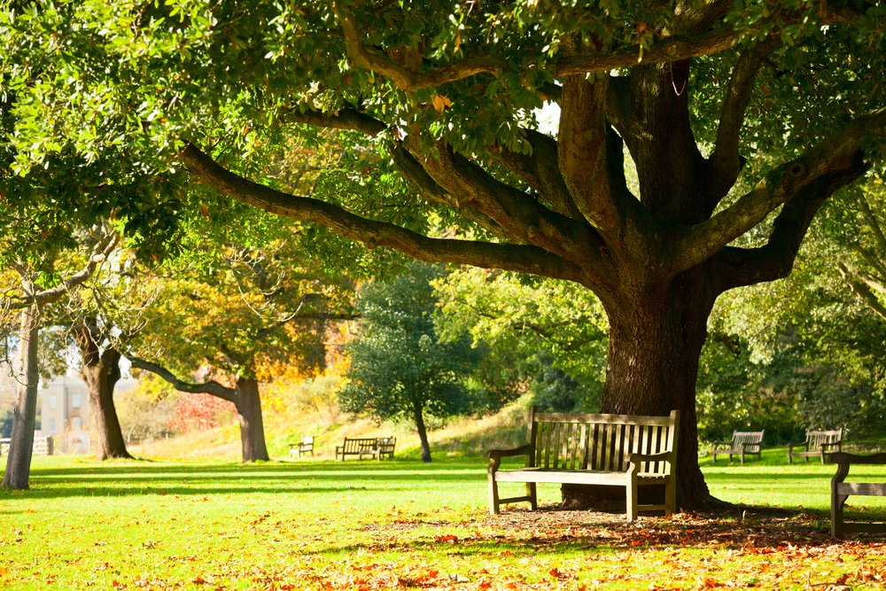 Bank unter dem Baum in den Royal Botanic Gardens in London | Quelle: Shutterstock