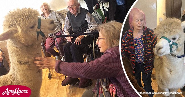 Elderly patient with dementia said furry visitors at the nursing home 'have made my evening'