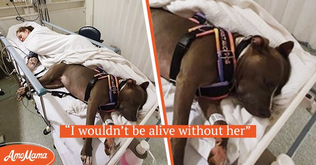 Selfless dog saves her mom's life & refuses to leave her side | Photo: Instagram/incredibullruby