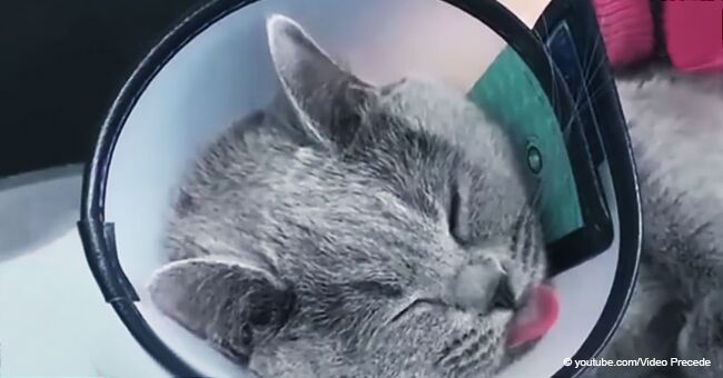 Une femme a dépensé 1 300 euros pour une blépharoplastie pour rendre les yeux de son chat plus beaux