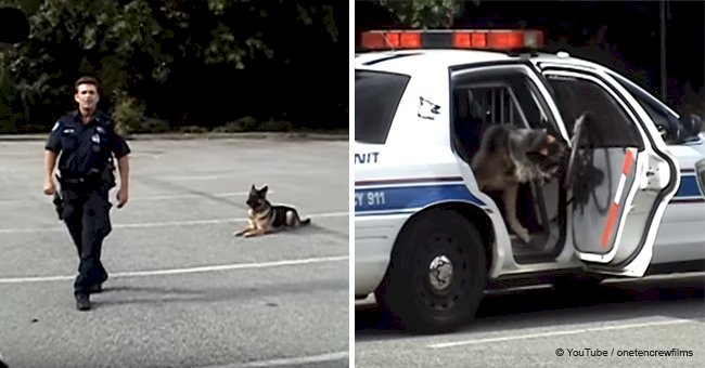 Police dog shows you in seconds just how smart he really is (video)