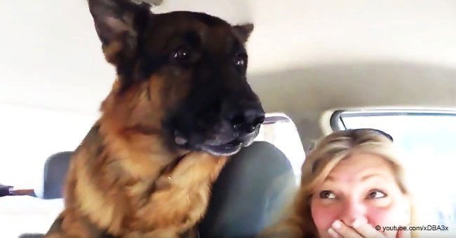 German Shepherd's hilarious reaction when he realizes he is at the vet