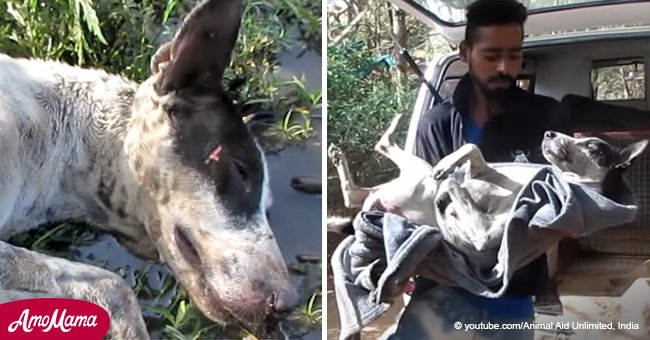 Injured dog can't even lift her head for rescuer, but 2 months later she is completely transformed