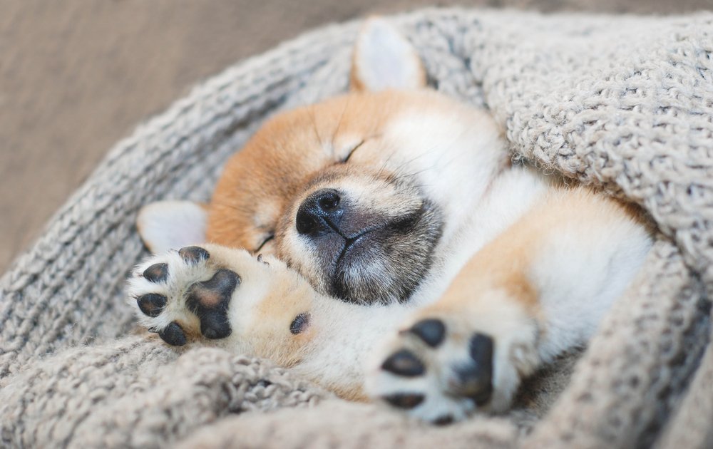Schlafender Shiba Inu Welpe | Quelle: Shutterstock