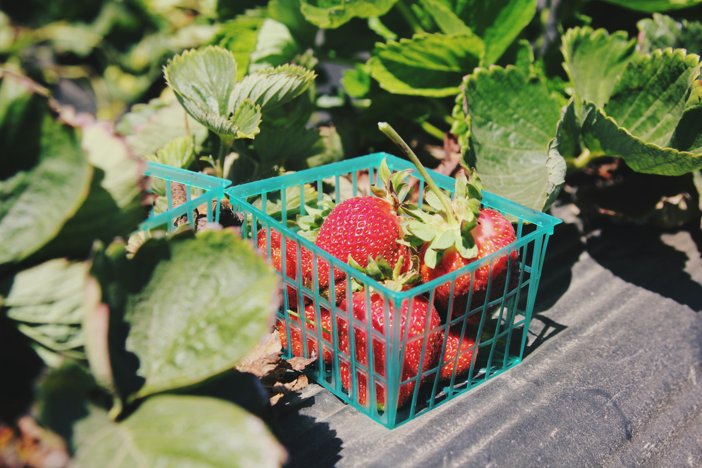 A container of strawberries | Source: Unsplash