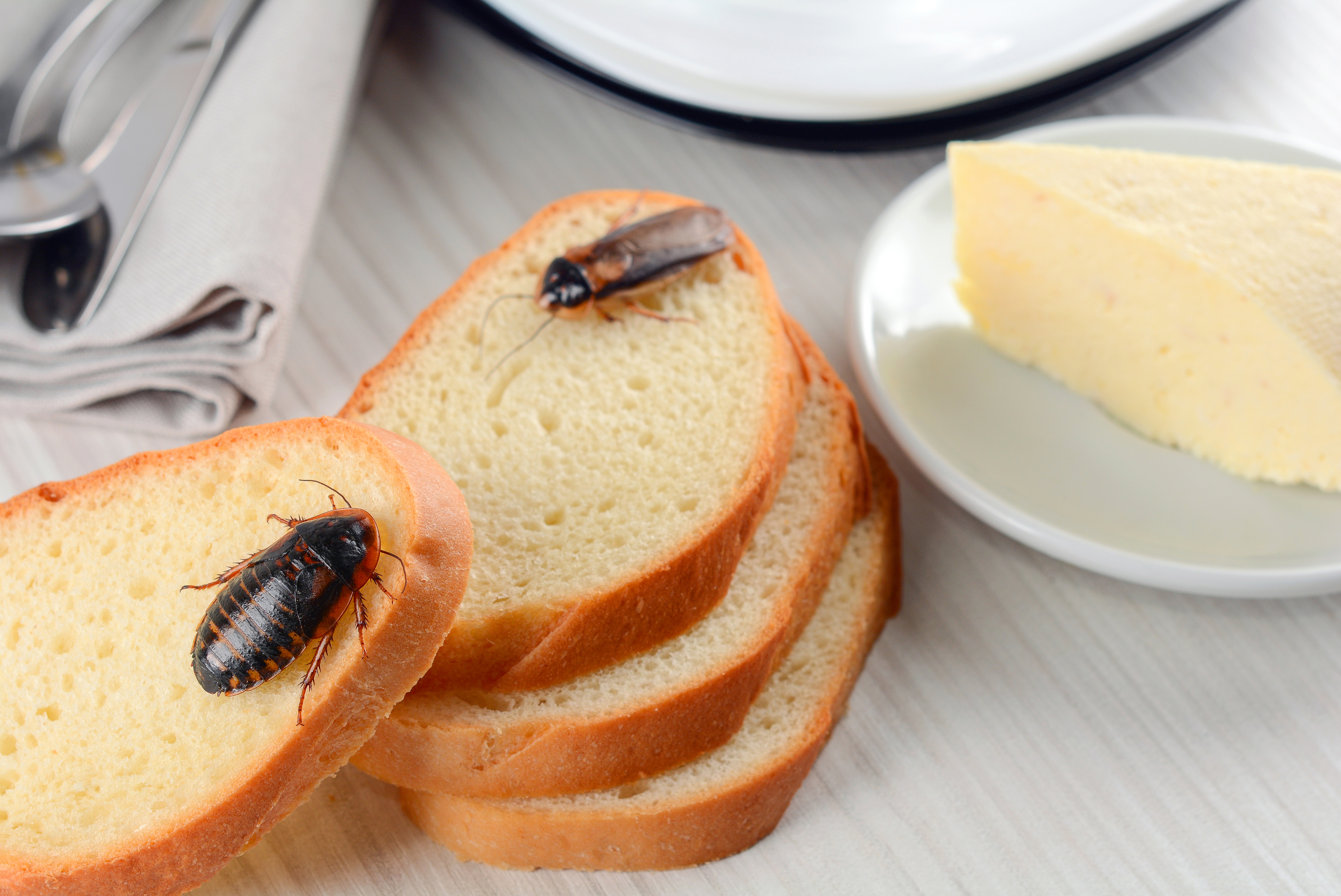 Cockroaches on bread | Source: Shutterstock