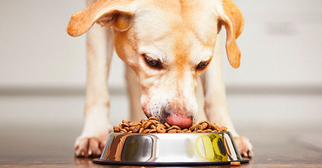 FDA Links 16 Brands of Dog Food to Canine Heart Disease