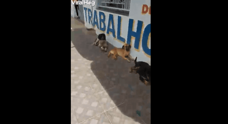 Perros esperando su turno para comer / Imagen tomada de: Facebook / ViralHog Perros esperando su turno para comer / Imagen tomada de: Facebook / ViralHog