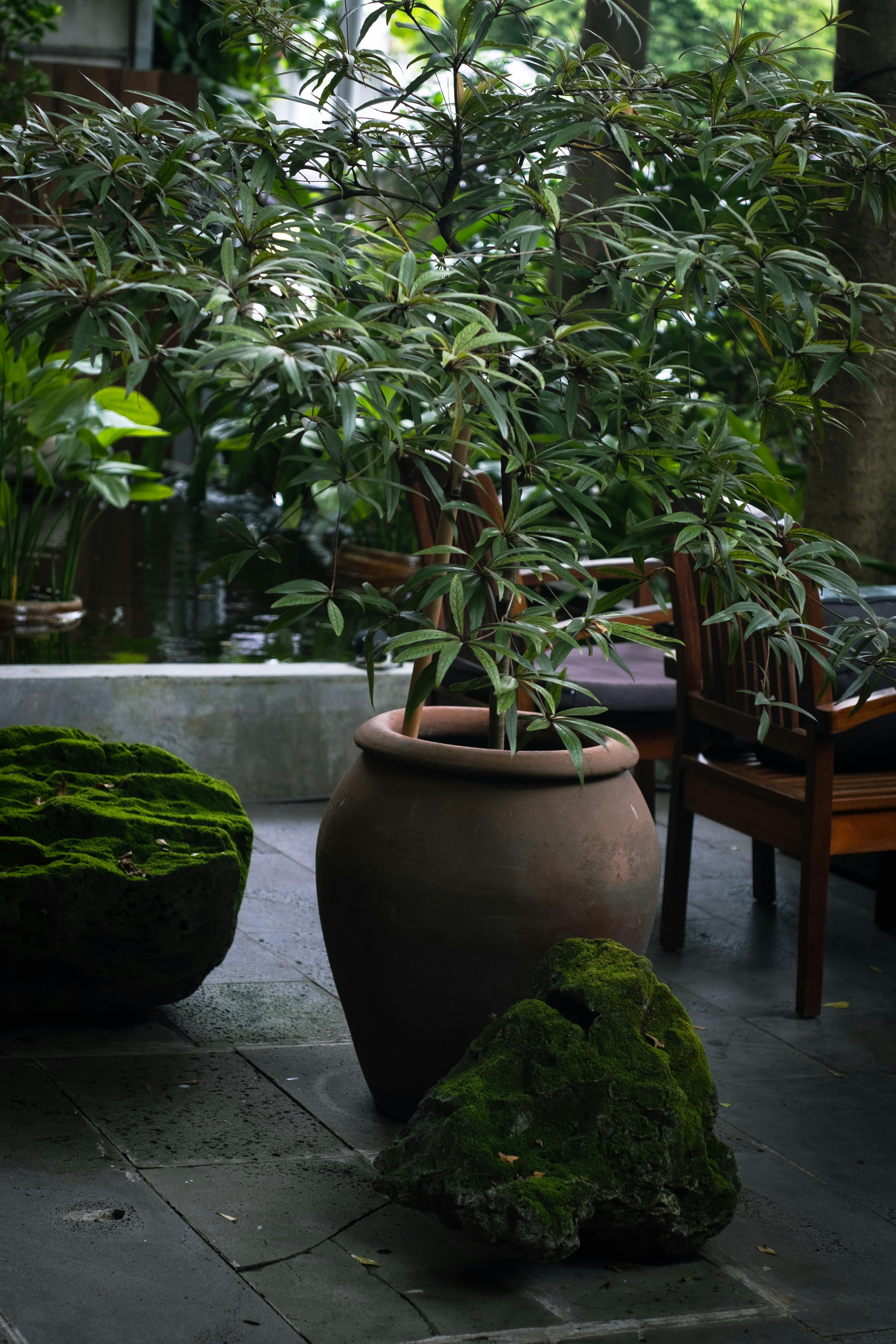 A potted plant and mossy rock | Source: Pexels