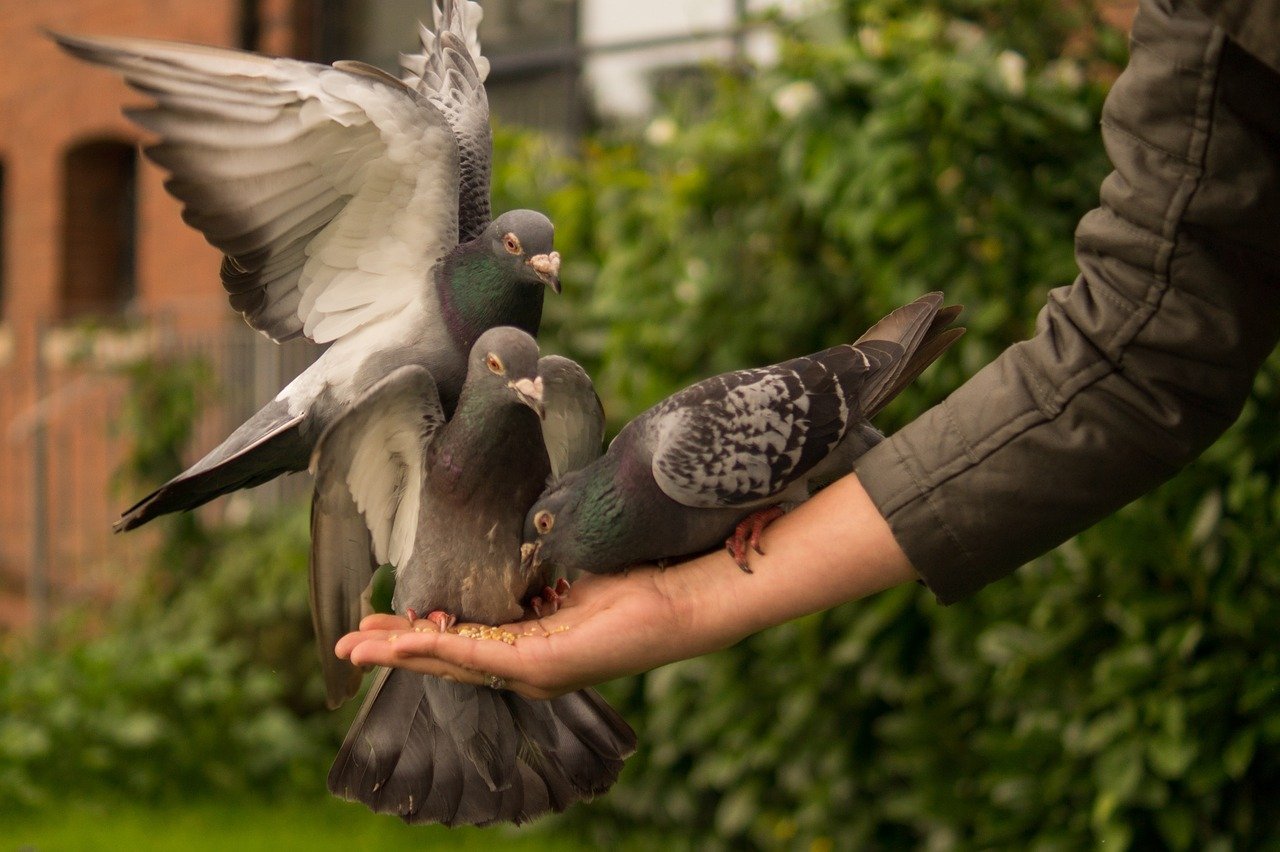 Des pigeons. | Photo : Pixabay