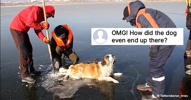 Rescuers criticized after freeing a dog mysteriously stuck in a frozen lake 