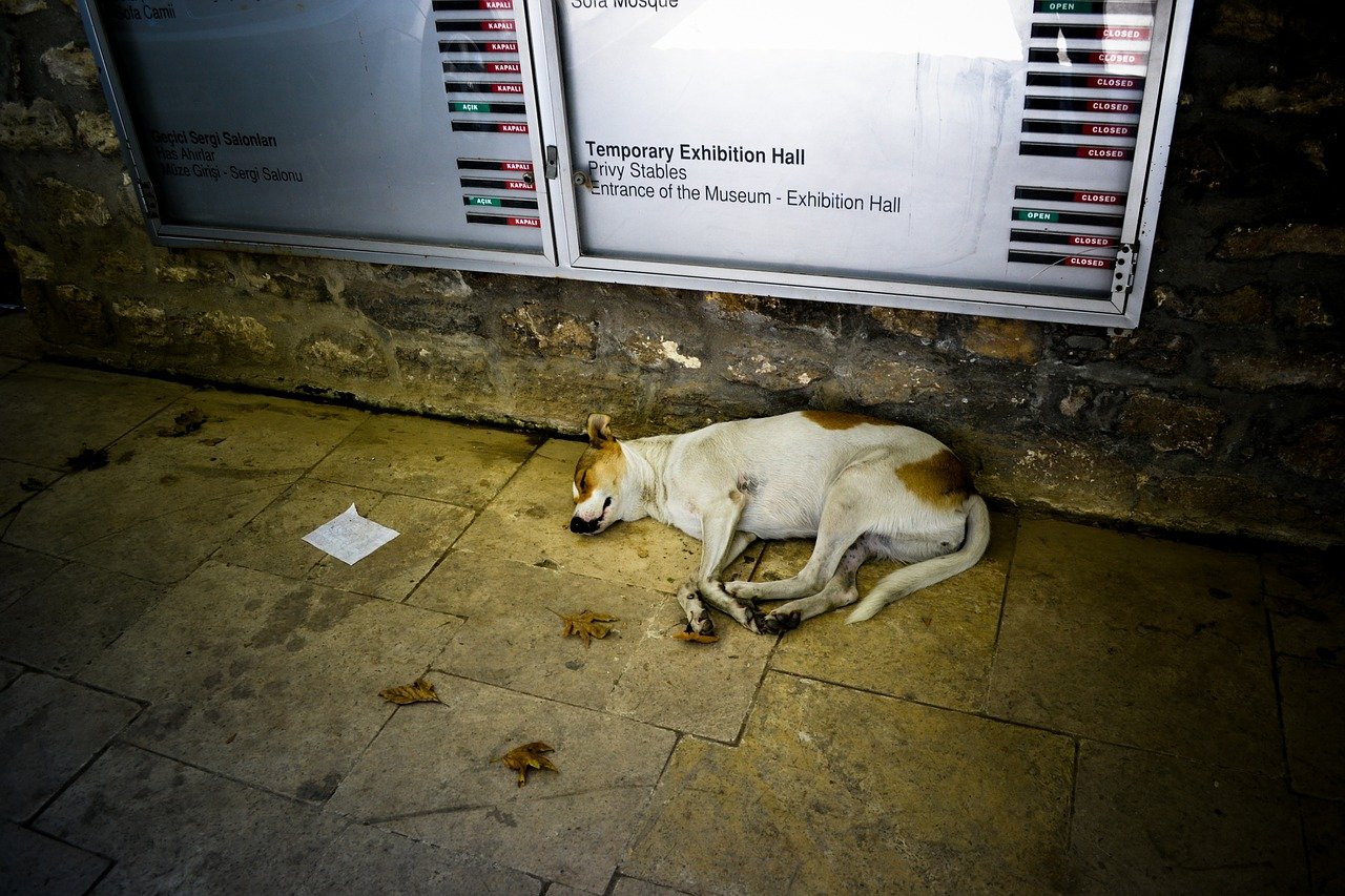 Perro callejero recostado sobre el suelo. | Imagen: Needpix.com Perro callejero recostado sobre el suelo. | Imagen: Needpix.com
