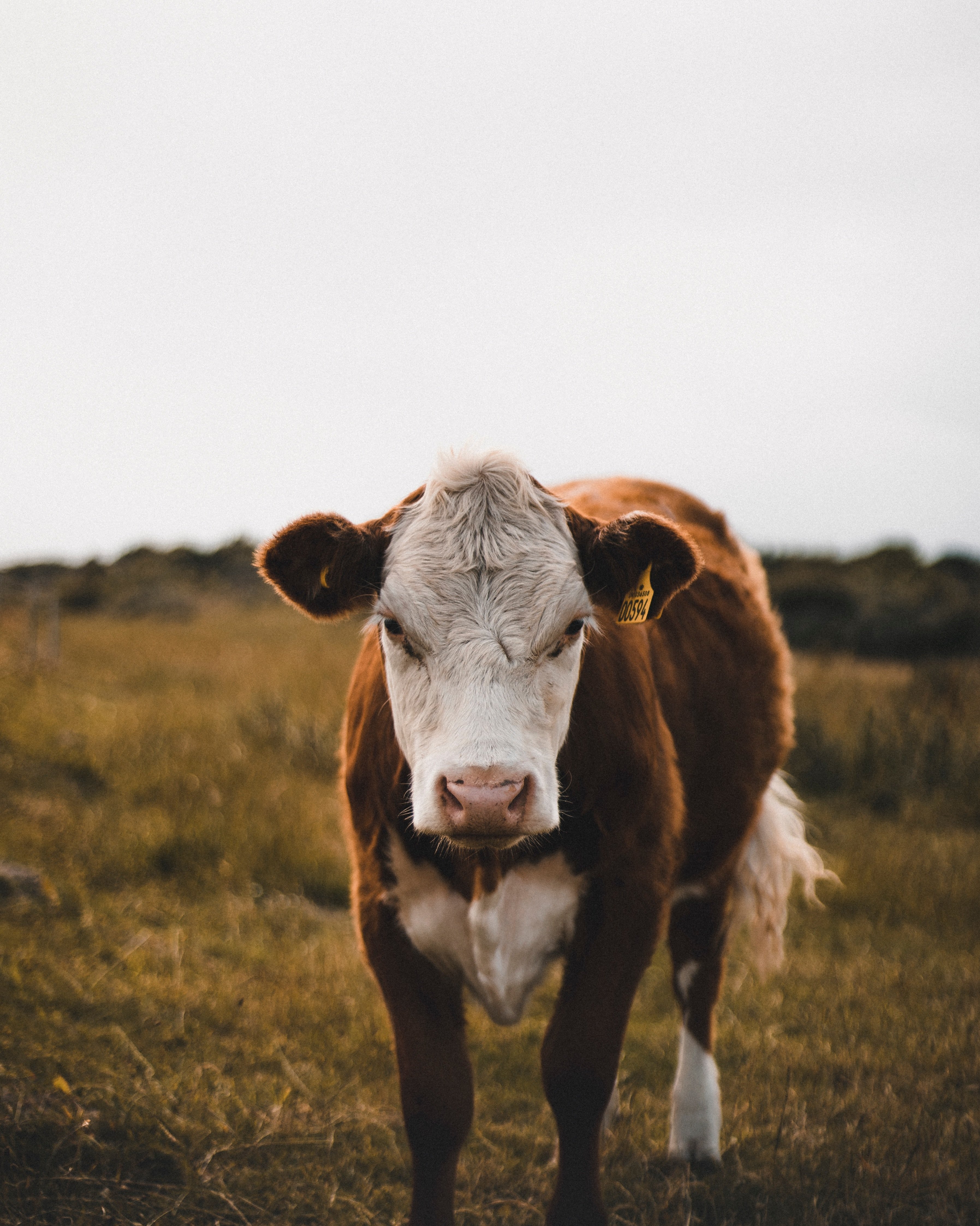 A cow grazing in a field | Source: Unsplash.com
