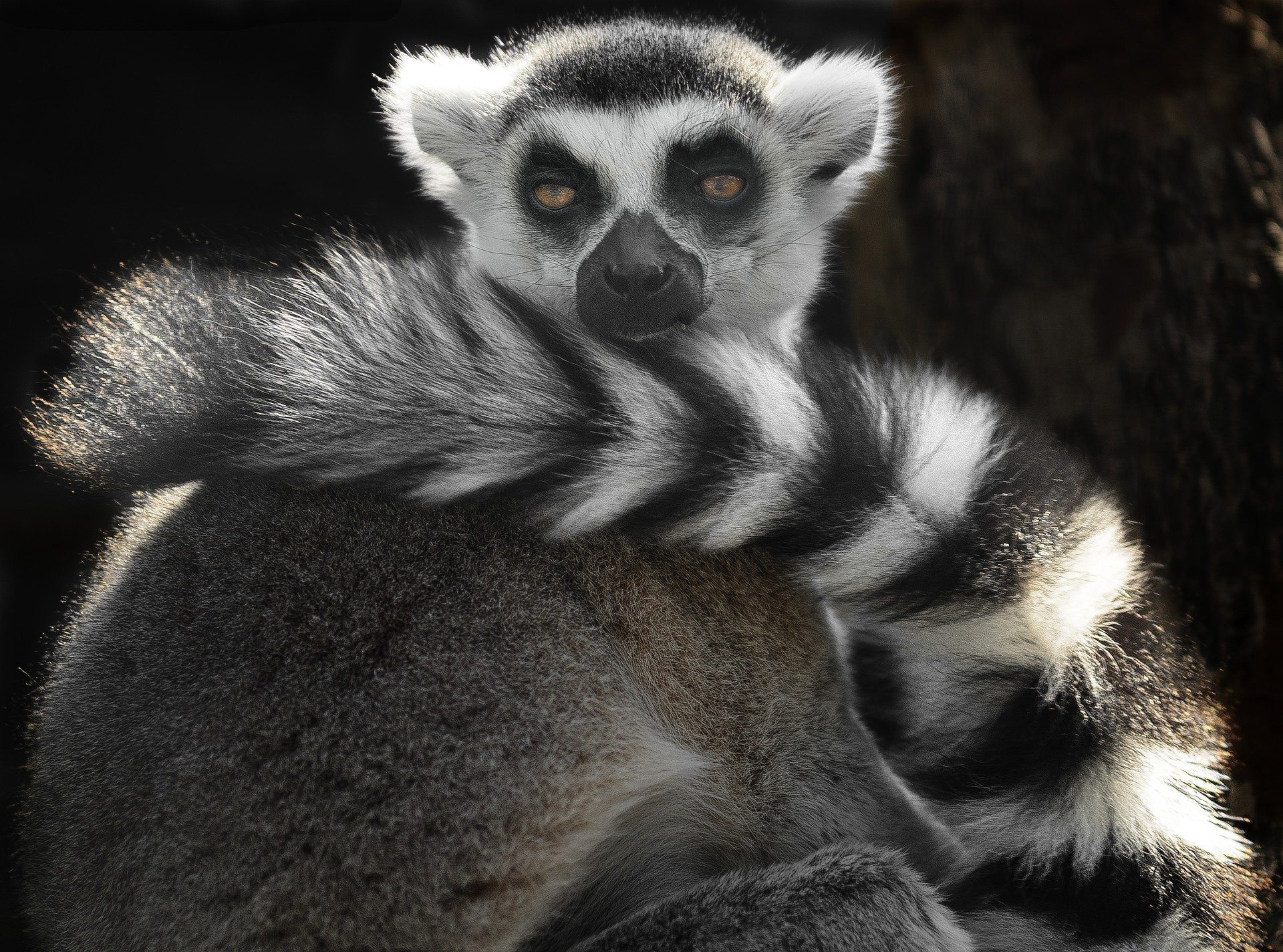 A ring-talied lemur. | Photo: Pixabay/Ian Lindsay 
