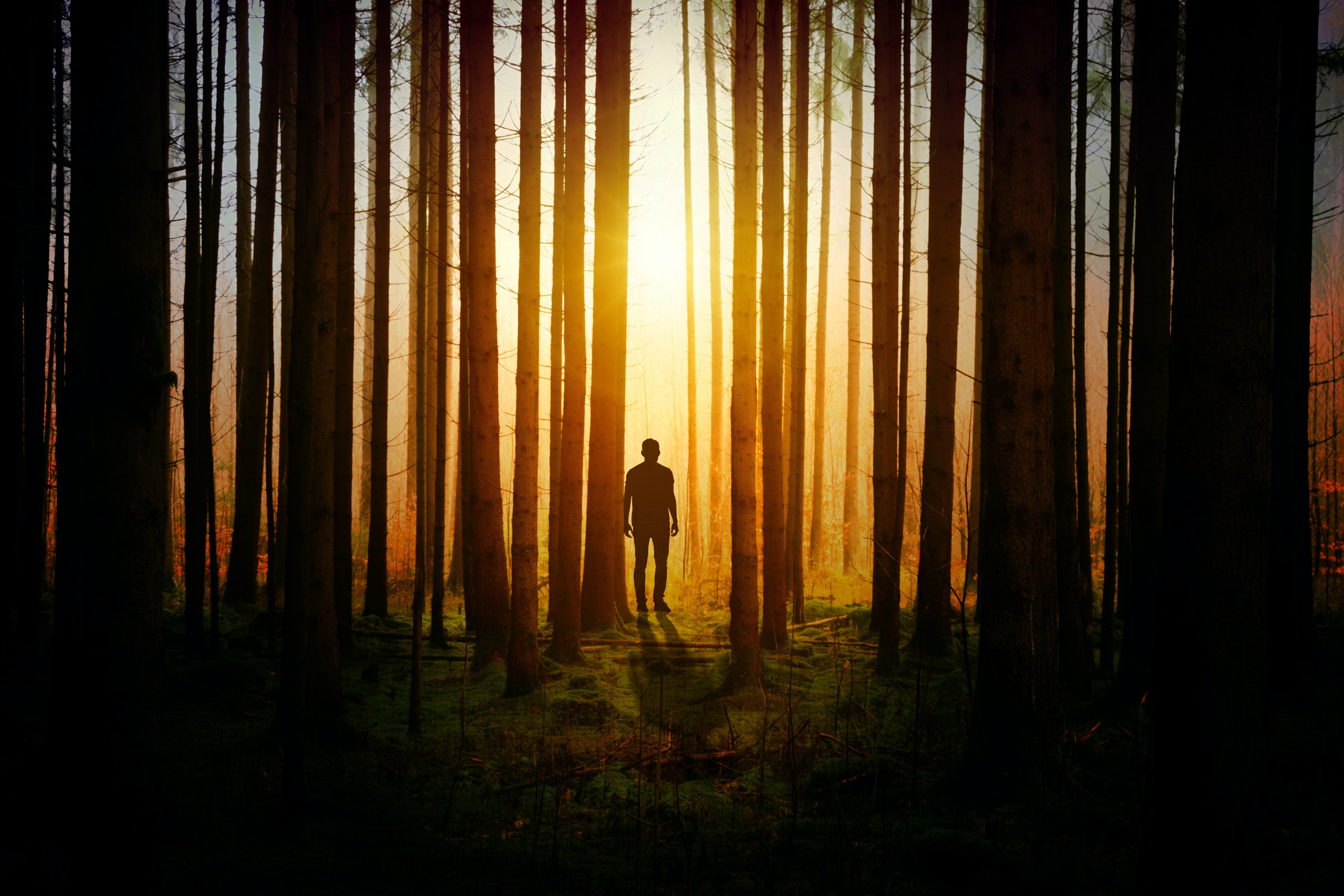 Jonas durchquerte den Wald, als ihm klar wurde, dass er sich verlaufen hatte. | Quelle: Pexels