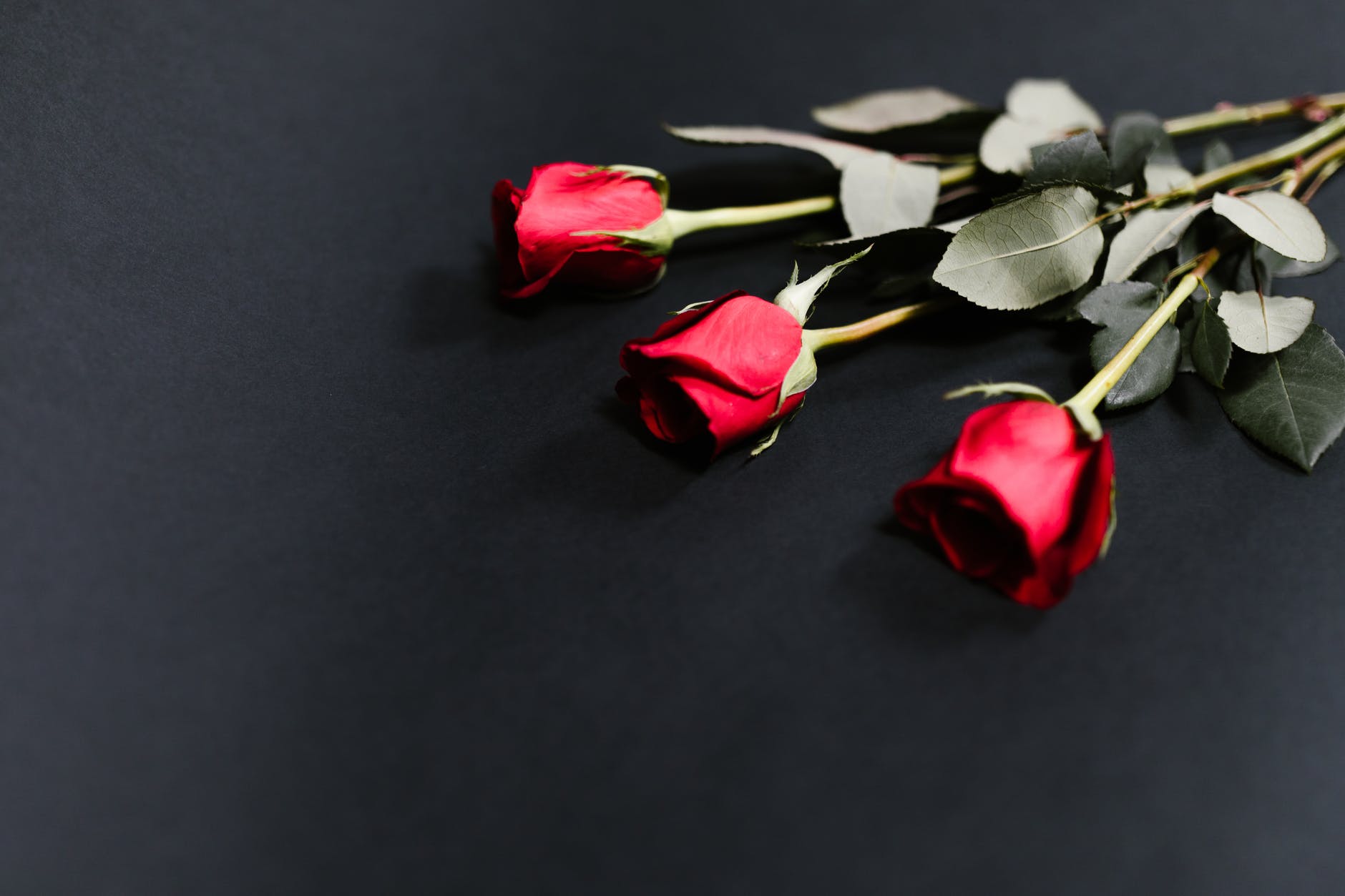 Roses rouges. | Photo : Pexels