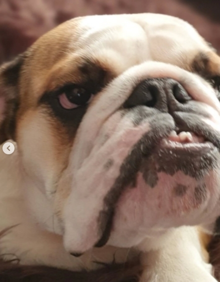 A close-up of Daphne, showcasing her signature expression in one of Adam Rickitt's cherished photos — from a post dated December 7, 2025. | Source: Instagram/adamrickitt