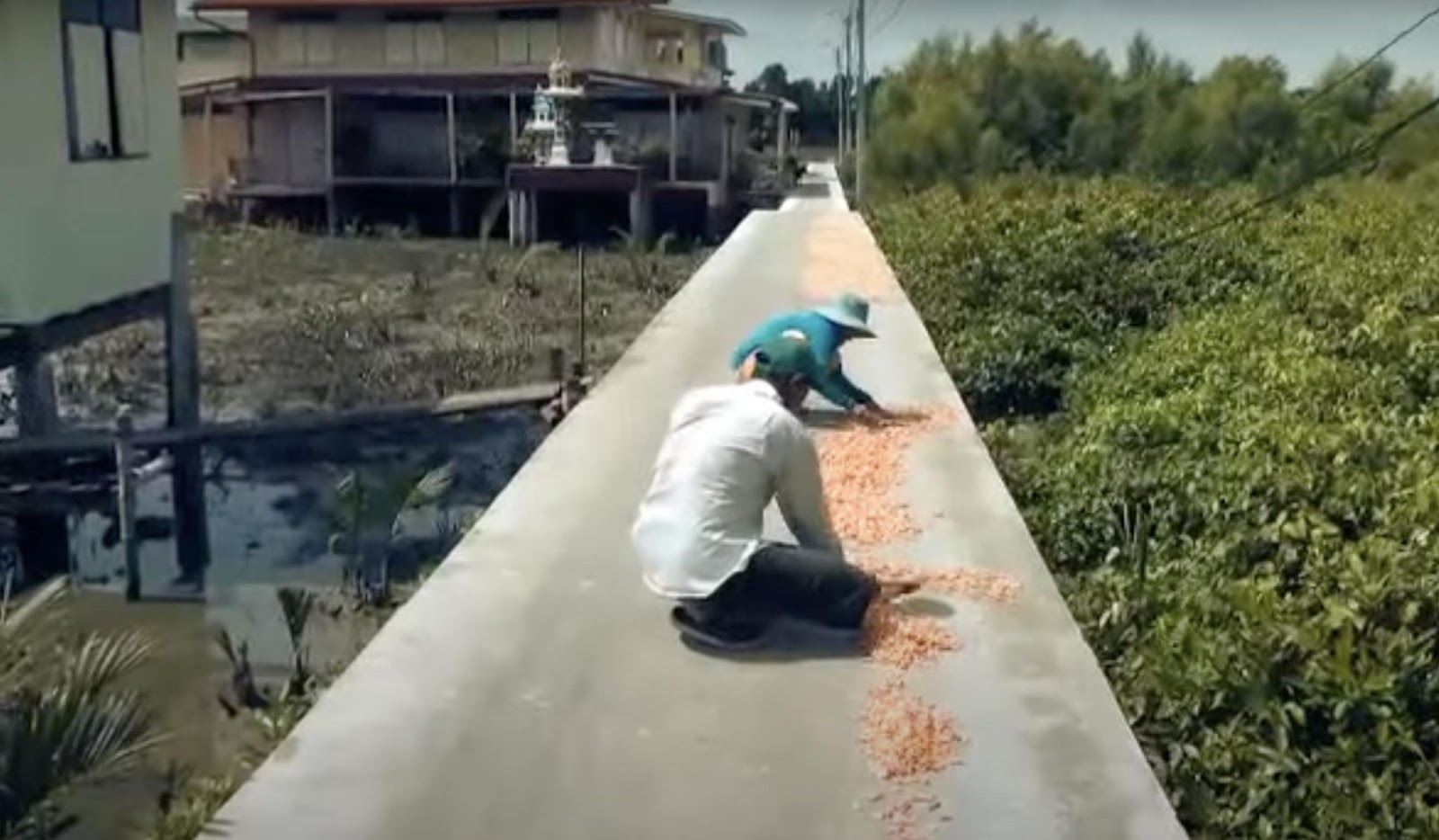 Workers meticulously lay out shrimp to dry under the sun, avoiding the use of machines for a more authentic flavor. | Source: YouTube/ KRUA dot CO