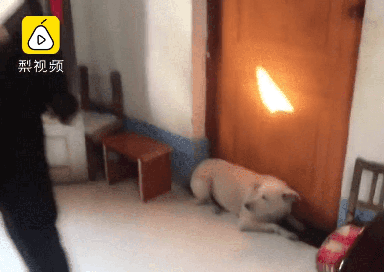 Todos esperaban que el can se quitara para pasar a la ceremonia-Imagen tomada de Miaopai Todos esperaban que el can se quitara para pasar a la ceremonia-Imagen tomada de Miaopai