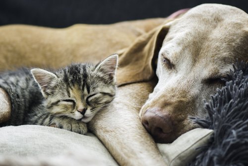 Älterer Hund und Kätzchen schlafen zusammen | Quelle: Shutterstock