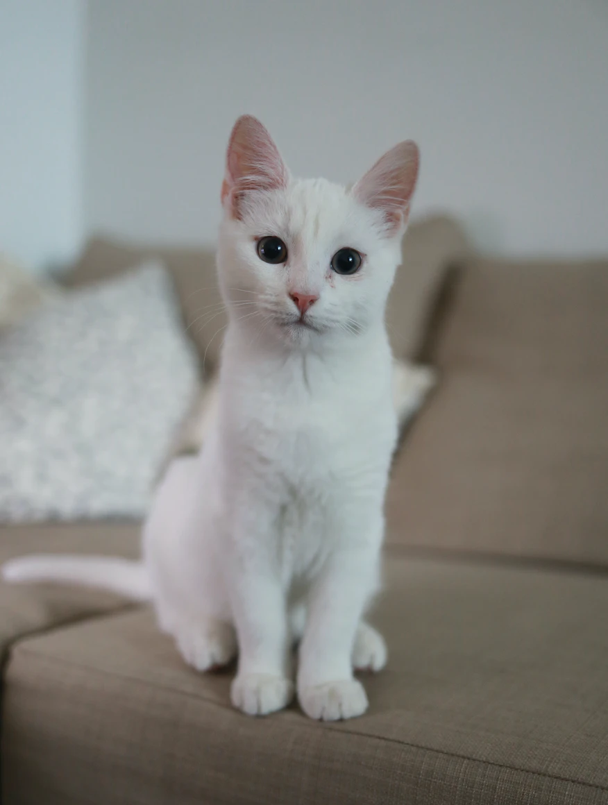 A white cat. | Source: Unsplash