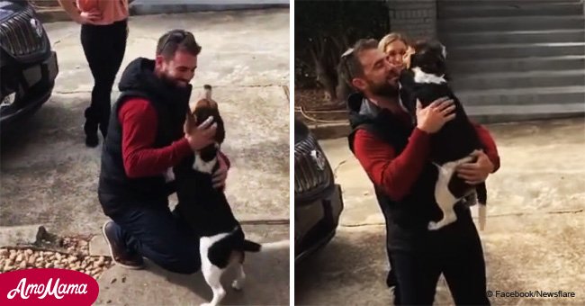 How a crying beagle greeted his owner after 18 months apart