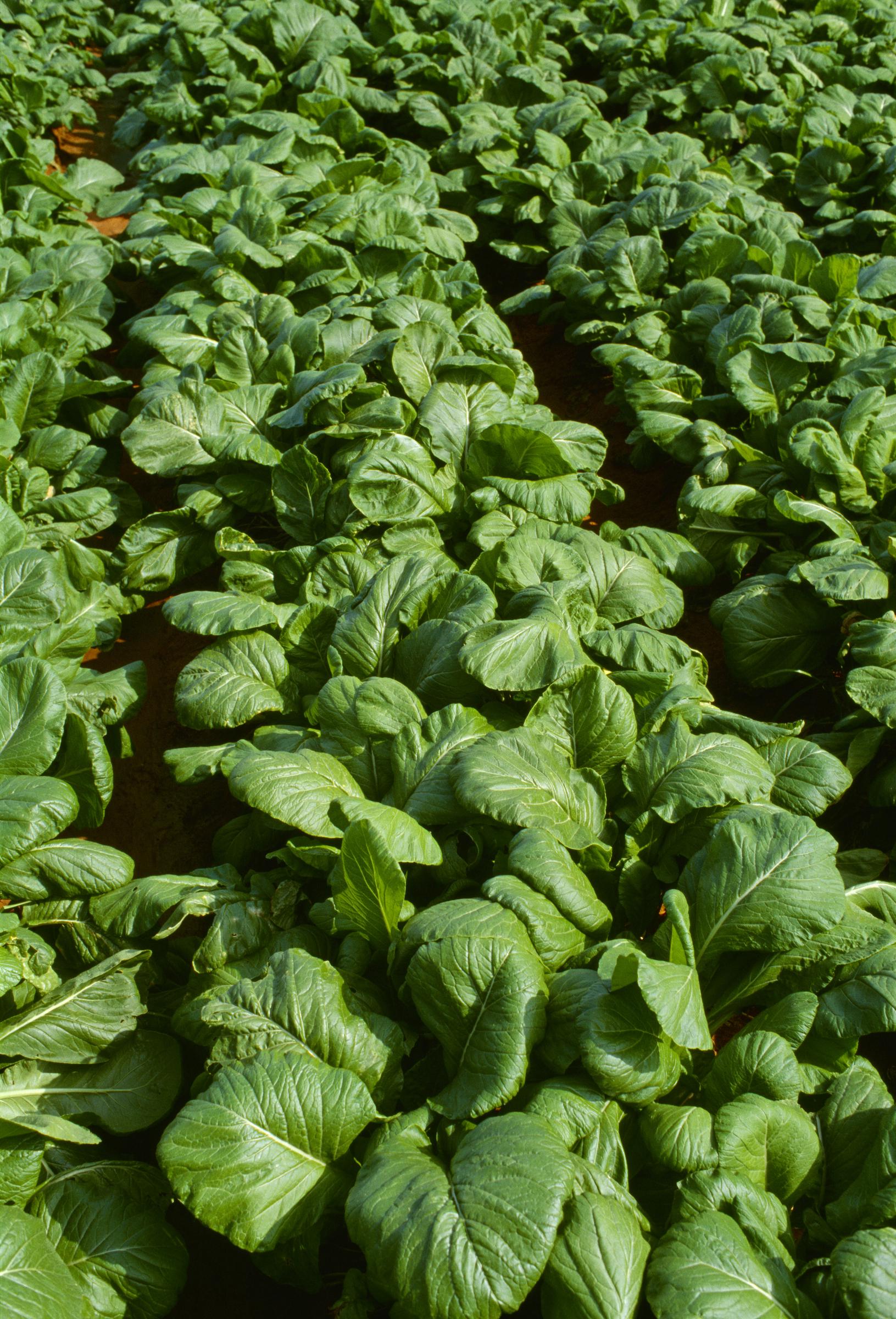 Maturing mustard greens plants in the field | Source: Getty images