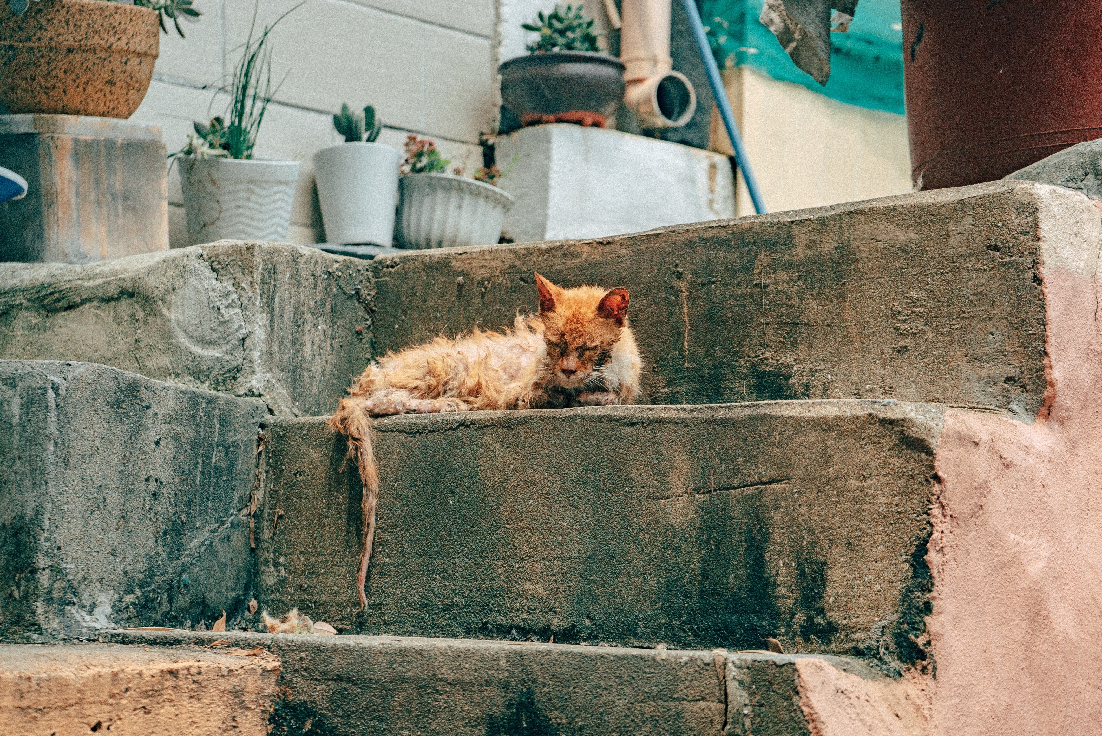 Un gato de la calle en muy mal estado. | Foto: Unsplash
